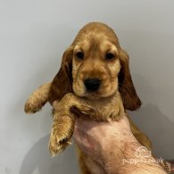 Cocker Spaniel (Working & Show) - Both