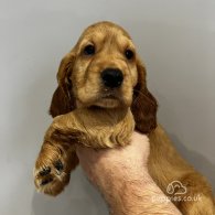 Cocker Spaniel (Working & Show) - Both