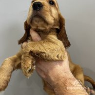 Cocker Spaniel (Working & Show) - Both