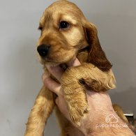 Cocker Spaniel (Working & Show) - Both