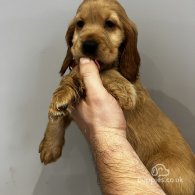 Cocker Spaniel (Working & Show) - Both