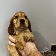 Cocker Spaniel (Working & Show) - Both