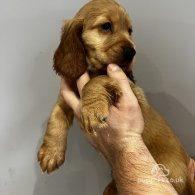 Cocker Spaniel (Working & Show) - Both