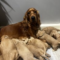 Cocker Spaniel (Working & Show) - Both