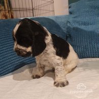 Cocker Spaniel (Working & Show) - Both