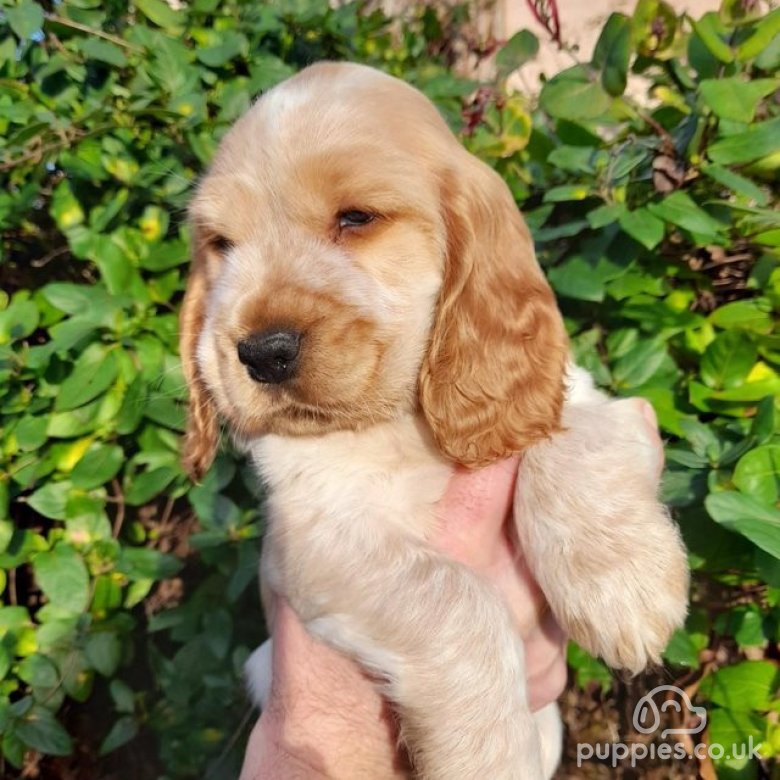 Glenbrows puppies sale for sale