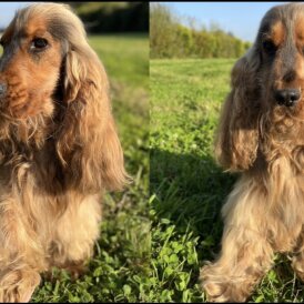 Cocker Spaniel (Working &amp; Show)