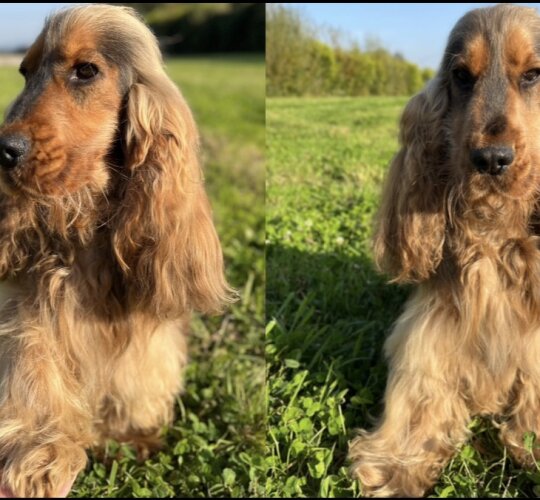 Cocker Spaniel (Working &amp; Show)