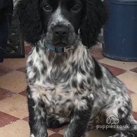 Cocker Spaniel (Working & Show) - Both