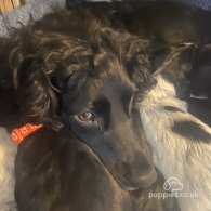 Cocker Spaniel (Working & Show) - Both