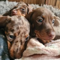 Dachshund (Standard & Miniature) - Both