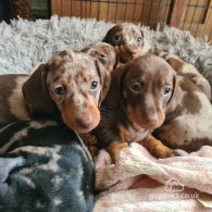 Dachshund (Standard & Miniature) - Both