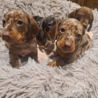 Dachshund (Standard & Miniature) - Both