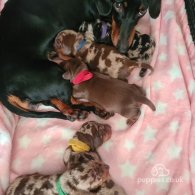 Dachshund (Standard & Miniature) - Both