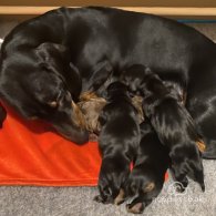 Dachshund (Standard & Miniature) - Both