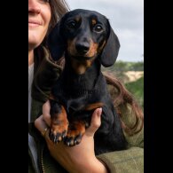 Dachshund (Standard &amp; Miniature)