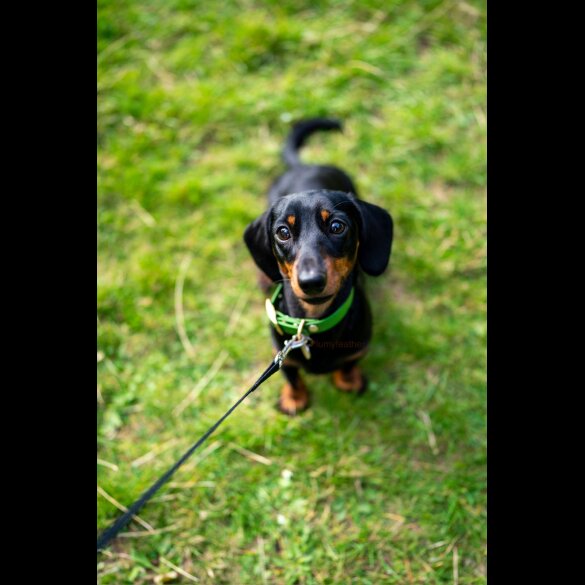 Dachshund (Standard &amp; Miniature)