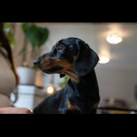 Dachshund (Standard &amp; Miniature)