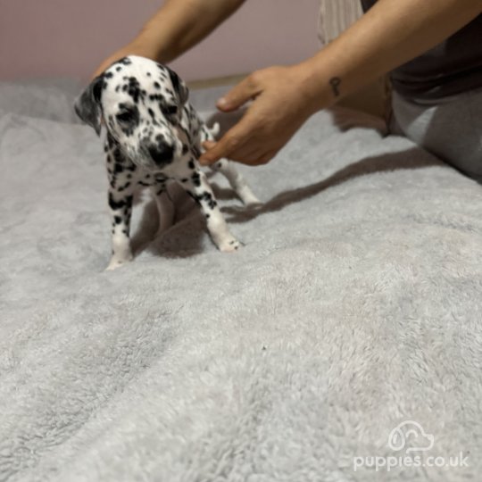 Long coat outlet dalmatian for sale