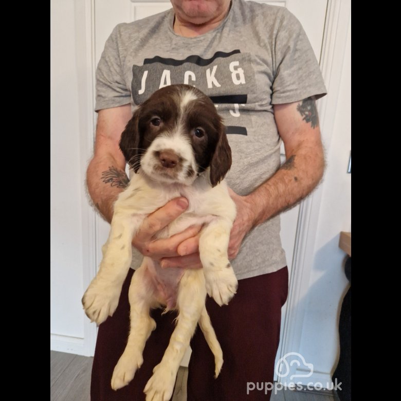 Springer sales jack puppies