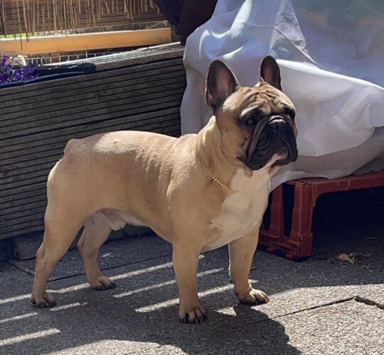 French Bulldog