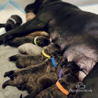 Cane Corso - Both