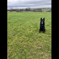 German Shepherd (Alsatian)