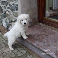 Golden Retriever - Dogs