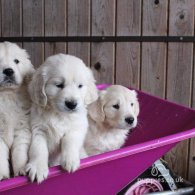 Golden Retriever - Dogs