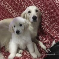 Golden Retriever - Dogs