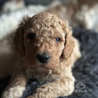 Goldendoodle - Both