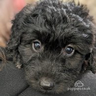 Labradoodle - Both