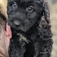 Labradoodle - Both