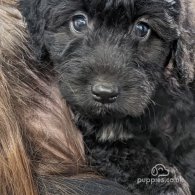 Labradoodle - Both