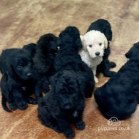 Labradoodle - Both