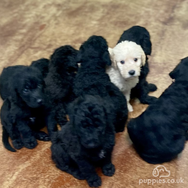 Labradoodle | Sale | Sandylands, Lancashire - DOUBLE DOODLE PUPPIES FOR ...