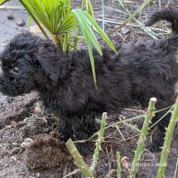 Labradoodle - Both