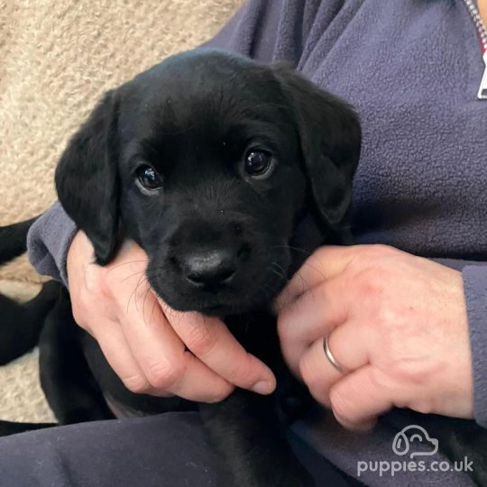 Black lab store puppy near me