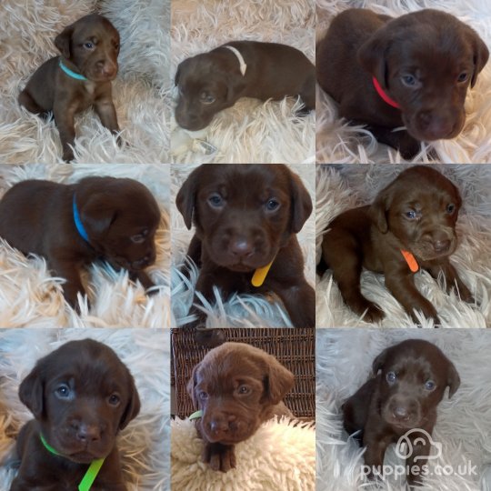 Labs near hot sale me for sale