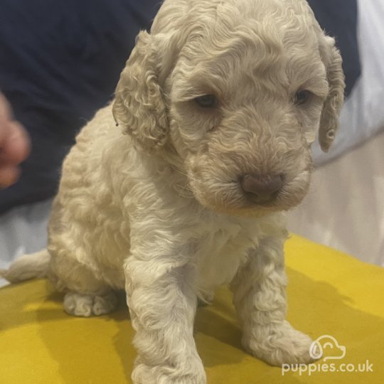 Medium poodle for sale clearance near me