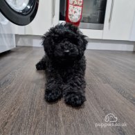 Miniature Poodle - Both