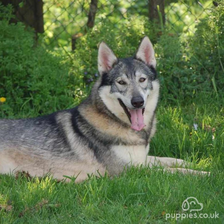 Northern Inuit | Sale | Sleaford, Lincolnshire - Tamaskan Puppies