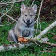 Northern Inuit - Both