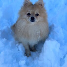 Pomeranian