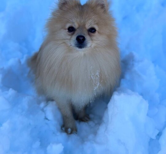 Pomeranian