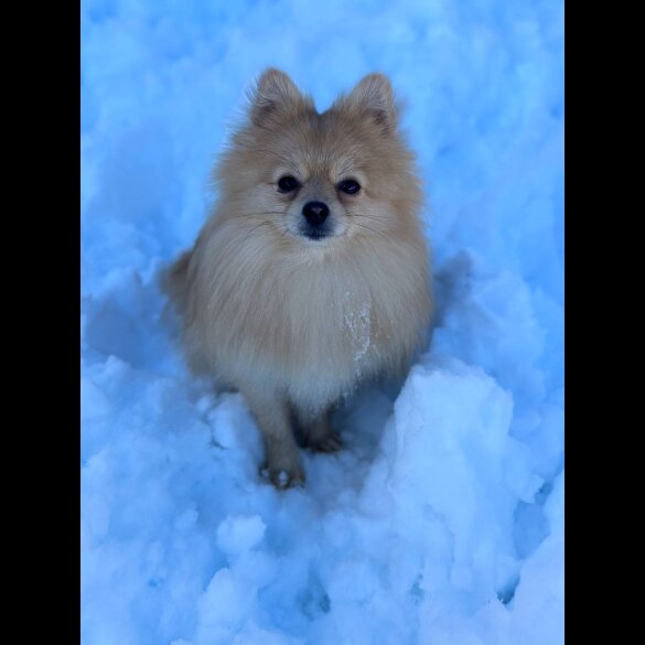 Pomeranian