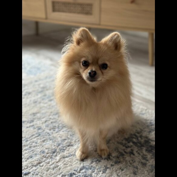 Pomeranian