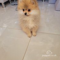 Pomeranian - Both