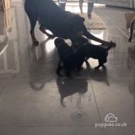 Rottweiler - Both