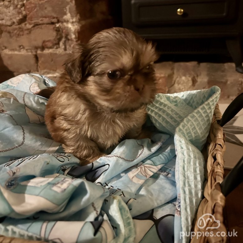 Shih Tzu Sale Chester, Cheshire Imperial KC Shih Tzu Puppies